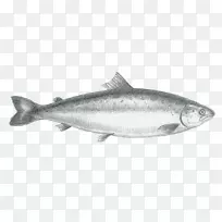 沙丁鱼标志包装和标签绘制.鱼素描材料