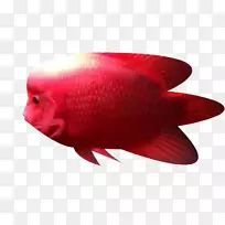 近景鱼-红海鱼