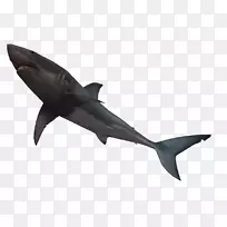牛鲨大白鲨剪贴画-水下世界3d