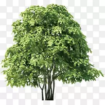 桦树剪贴画-绿树