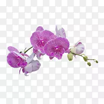 飞蛾兰花紫色花瓣一棵樱桃树