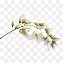 切花剪贴画免费花扣材料