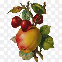 不含水果的苹果夹艺术.文艺复兴风格的手绘苹果和樱桃
