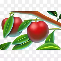 苹果红苹果枝条上的水果红苹果