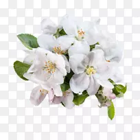 白花苹果绿苹果花