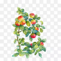 水彩画水彩：花朵-不成熟的苹果图片材料