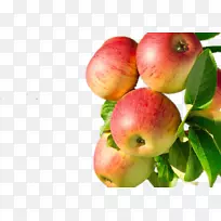 果汁苹果树富士-树上的一串苹果