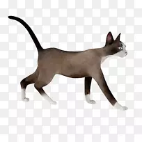 3D计算机图形三维建模猫Autodesk 3ds max cgTrader-棕色猫
