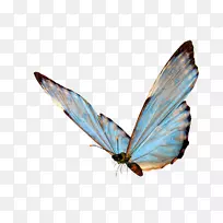 蝴蝶透明和半透明剪贴画.蝴蝶