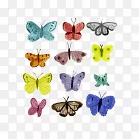 蝴蝶画的透明度和半透明.蝴蝶