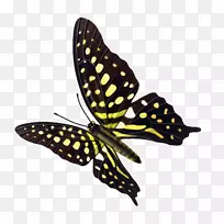 蝴蝶昆虫透明度和半透明计算机文件-蝴蝶