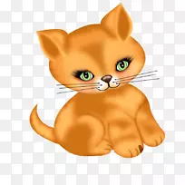 暹罗猫哈瓦那棕色小猫须猫可爱猫