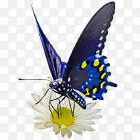 蝴蝶和飞蛾图标-蝴蝶