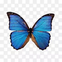 蝴蝶形形色色蓝宝石摄影昆虫-蝴蝶