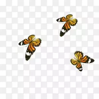 蝴蝶蜜蜂下载-蝴蝶