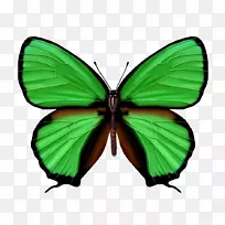 蝴蝶绿色鞋带结颜色-蝴蝶
