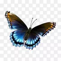 蝴蝶剪贴画-成为一只蝴蝶