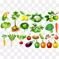 蔬菜图-大泉蔬菜