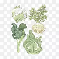 春绿蔬菜印花花椰菜插图.手绘蔬菜