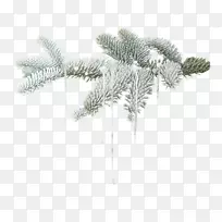 冬叶-冬枝砧木图像