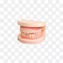 牙齿牙床美容牙科.牙套模型材料
