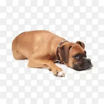 比格拳击手宠物夏令-狗躺在地板上