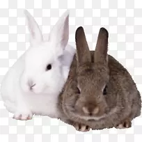 法国野兔复活节兔欧洲兔棉尾兔-可爱的兔子