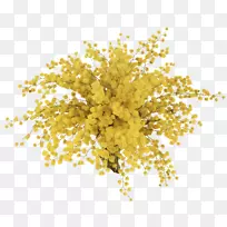敏感植物花束-黄色星星的花束