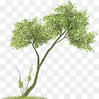 巴诺能@卡塔客厅剪贴画-水彩绿树