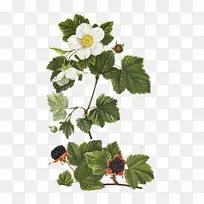 Curtiss植物杂志藤本植物插画植物学手绘复古藤蔓花卉装饰