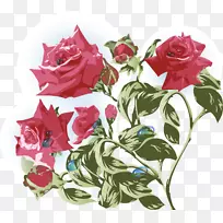 花园玫瑰沙滩玫瑰蜈蚣玫瑰花卉手绘复古玫瑰
