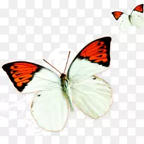 下载模板-蝴蝶