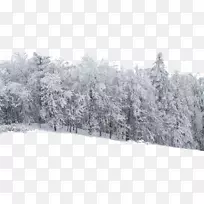 雪林蓄积