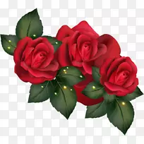 花园玫瑰、蜈蚣玫瑰、海滩玫瑰花、玫瑰红玫瑰