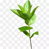 绿叶植物茎叶儿童