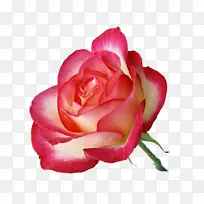 海滩玫瑰花色粉红色-五颜六色的玫瑰花束