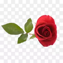 沙滩玫瑰-美丽的红玫瑰