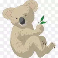 考拉棕熊动画.手绘熊