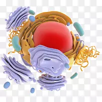 蛋白质生物合成核糖体蛋白靶向抗体-蛋白质模型结构