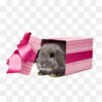 小兔子宠物礼物-兔子礼物