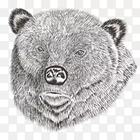 绘图插图.手绘熊