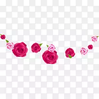 花园玫瑰粉红色-粉红色玫瑰粉红色花边