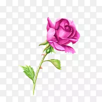玫瑰植物茎粉红色水彩画剪贴画.粉红色玫瑰