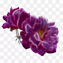 花玫瑰剪贴画-创意拉紫色花免费
