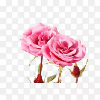 花园玫瑰、蜈蚣玫瑰、海滩玫瑰、粉红色花瓣-美丽的粉红色玫瑰