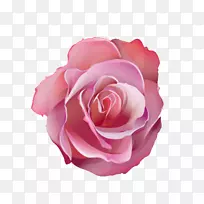 仙人掌玫瑰粉色花卉设计师-粉红色玫瑰
