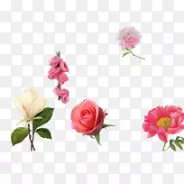花园玫瑰、蜈蚣玫瑰、粉红玫瑰材料