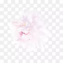 牡丹花瓣-淡粉色玫瑰自由拉料