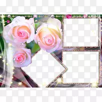 玫瑰花高清电视1080 p壁纸-粉红色玫瑰花边框