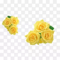 玫瑰黄花剪贴画-黄玫瑰